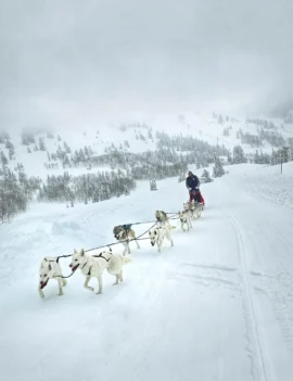 Targhee Dog Sledding