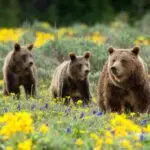 Teton Valley Grizzlies