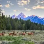 Elk in Teton Valley