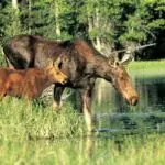 Teton Valley Moose