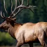 Teton Bull Elk