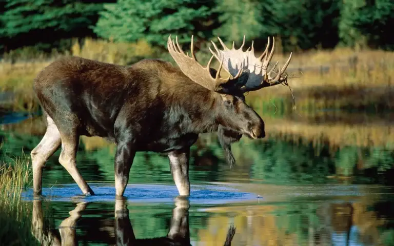 Bull Moose Standing in Water