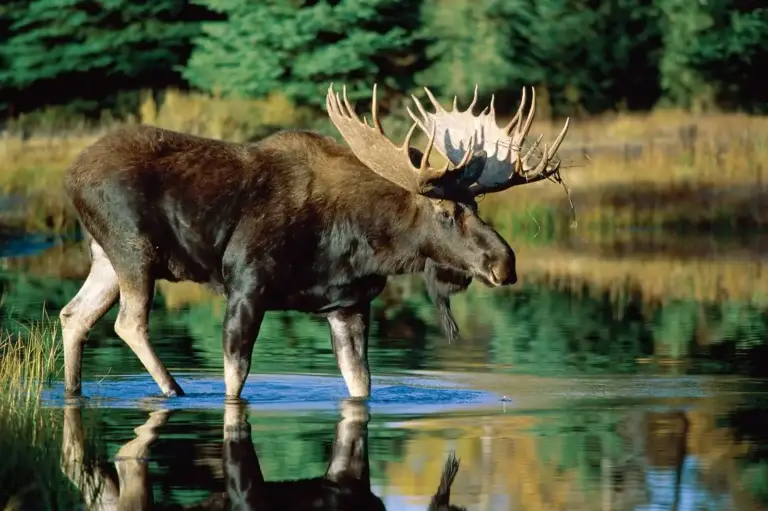 Bull Moose Standing in Water