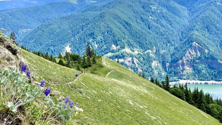 Dog enjoying the outdoors on a mountain trail near Driggs Idaho