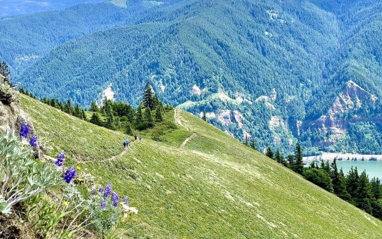 Dog enjoying the outdoors on a mountain trail near Driggs Idaho
