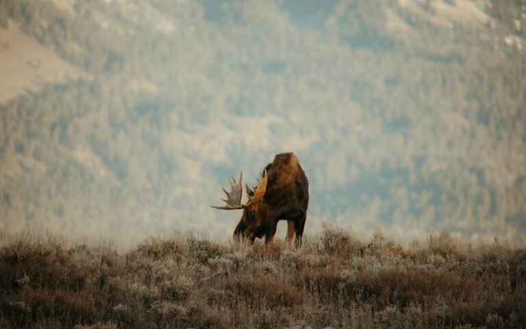 Bull moose grazing in misty mountain landscape in Grand Teton National Park