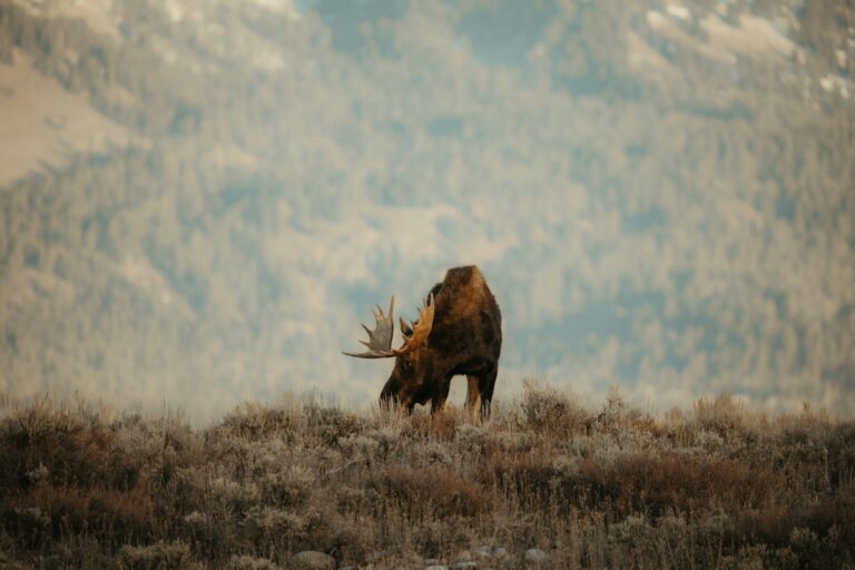 Bull moose grazing in misty mountain landscape in Grand Teton National Park