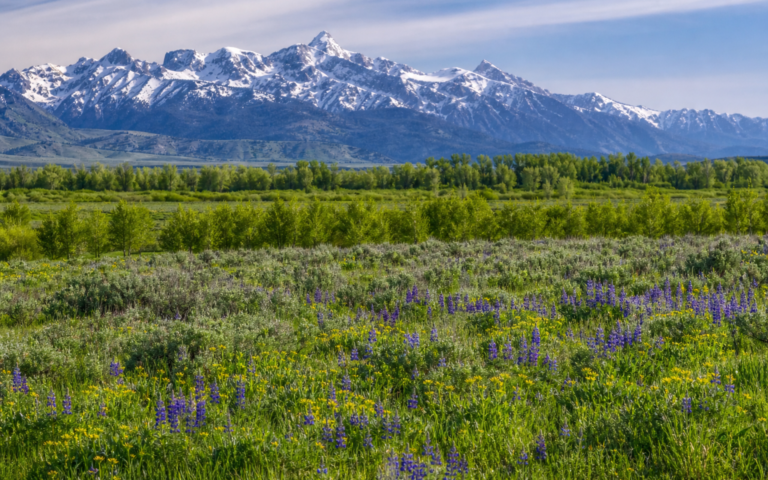 Late-spring Teton Valley meadow with mountains near Driggs