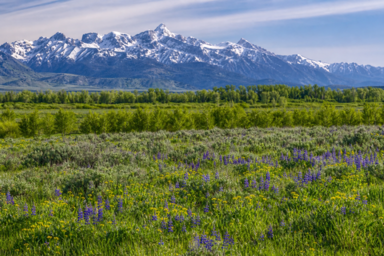 Late-spring Teton Valley meadow with mountains near Driggs