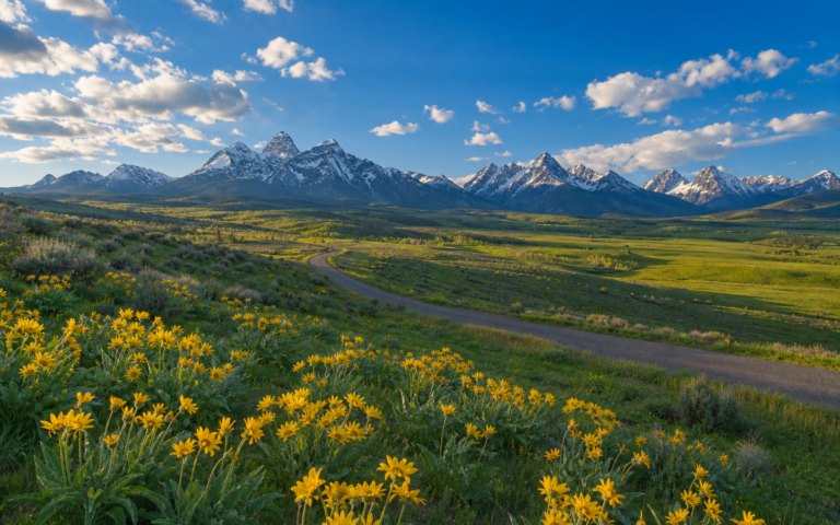 Teton Valley Idaho in late spring with arrowleaf balsamroot wildflowers and snow-capped Teton mountains
