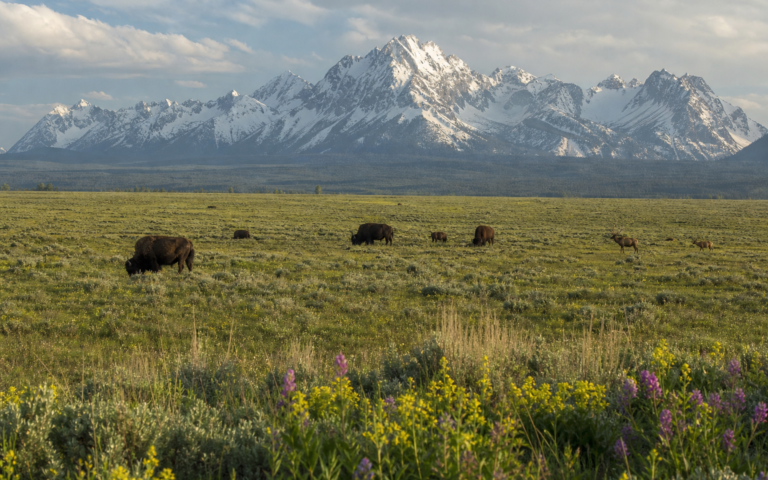 Bison and elk in a Grand Teton landscape near Driggs, Idaho
