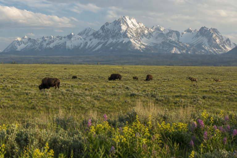 Bison and elk in a Grand Teton landscape near Driggs, Idaho