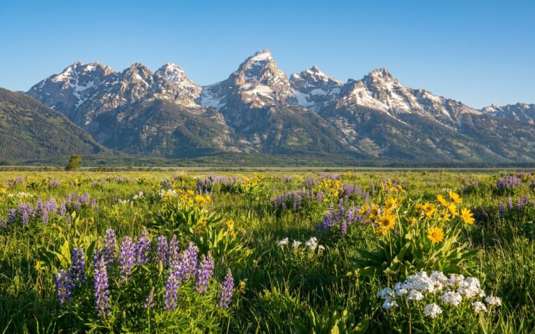 Teton Valley meadow with Grand Teton range in early June near Driggs Idaho